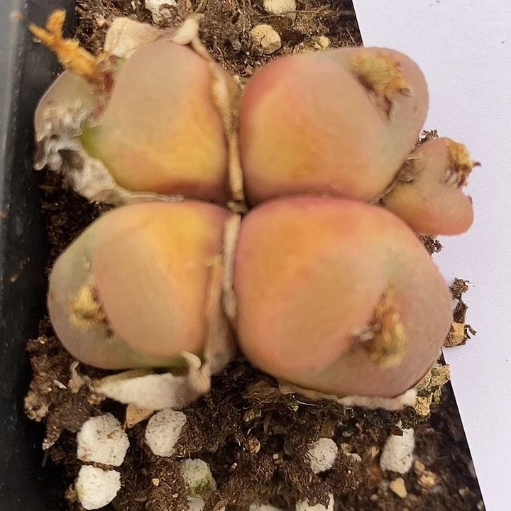 598周正四头母本一颗