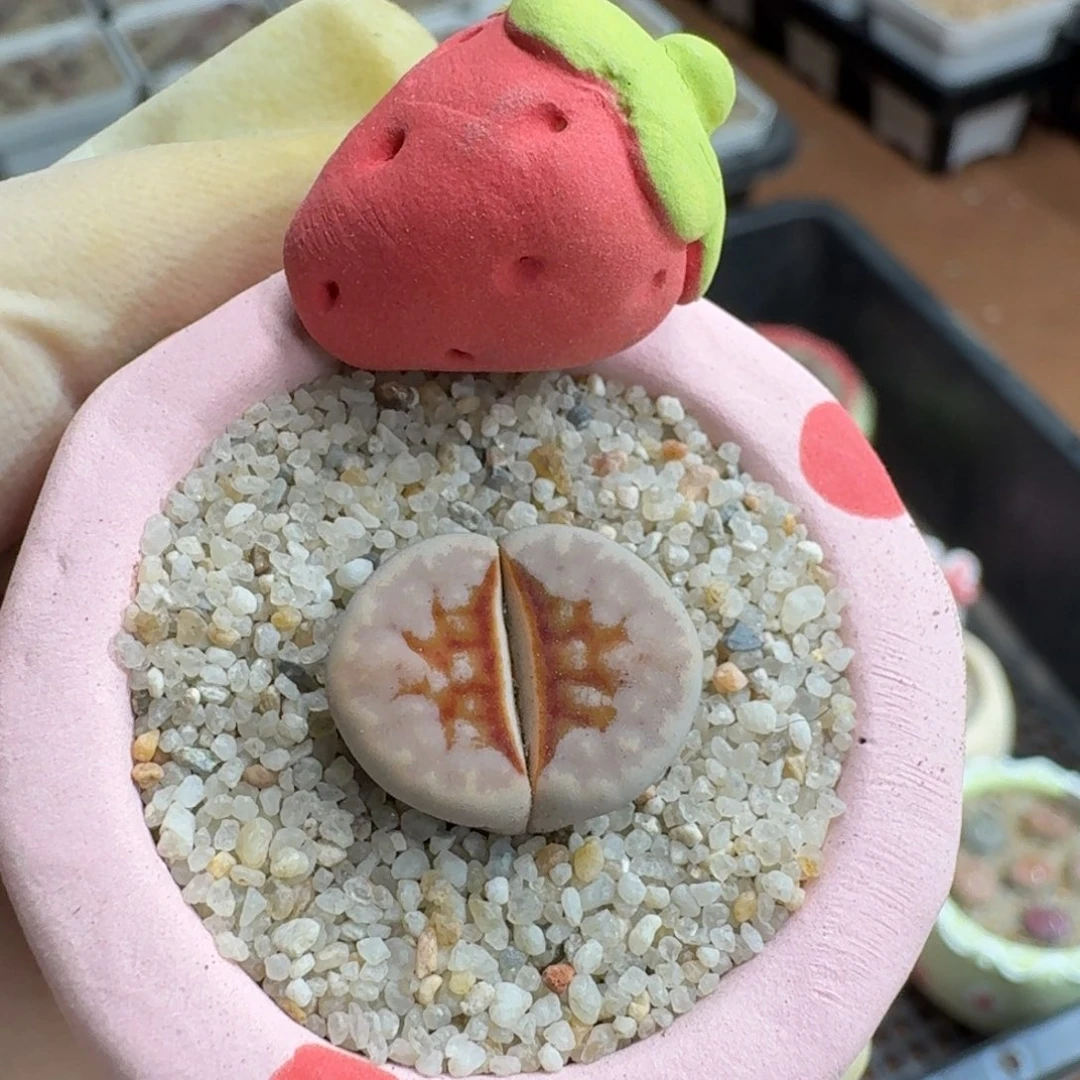 喂***~0926-094连盆带花
