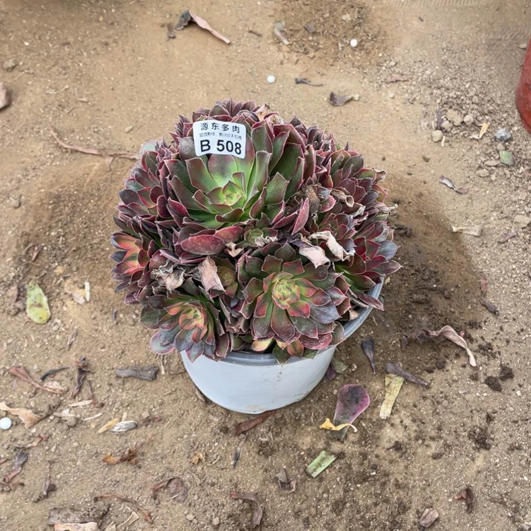 508雅典娜多肉法师断枝不包