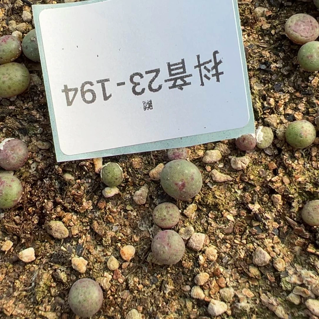 23-194量拍绿豆糕小苗一颗