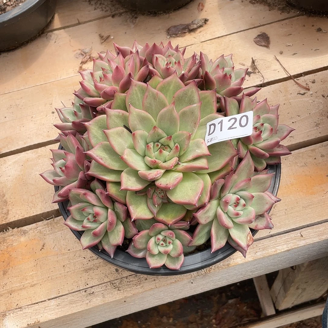 若如东云单拍D120