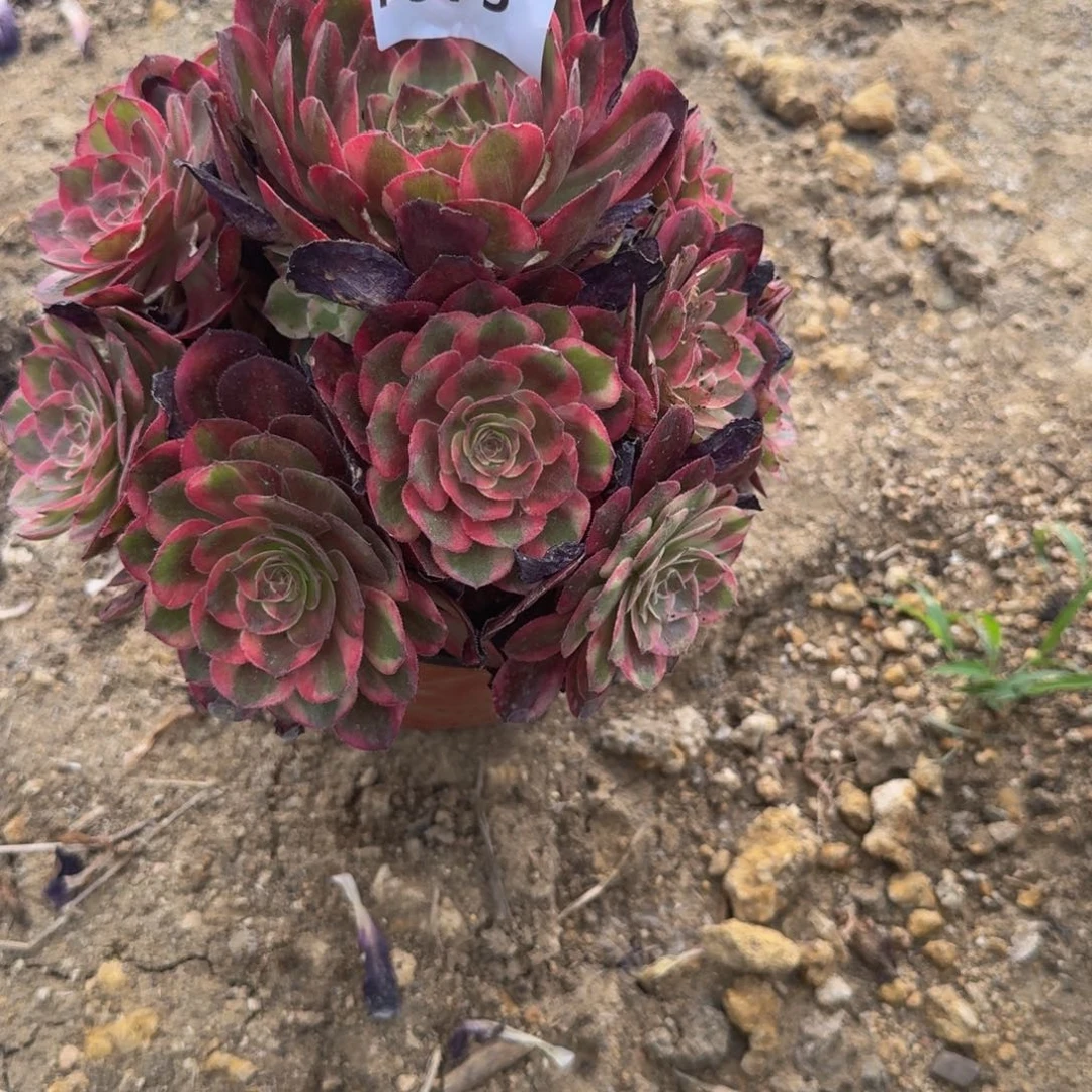973云荷多肉葡萄