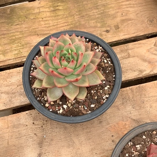 花*每周特价活动开始了