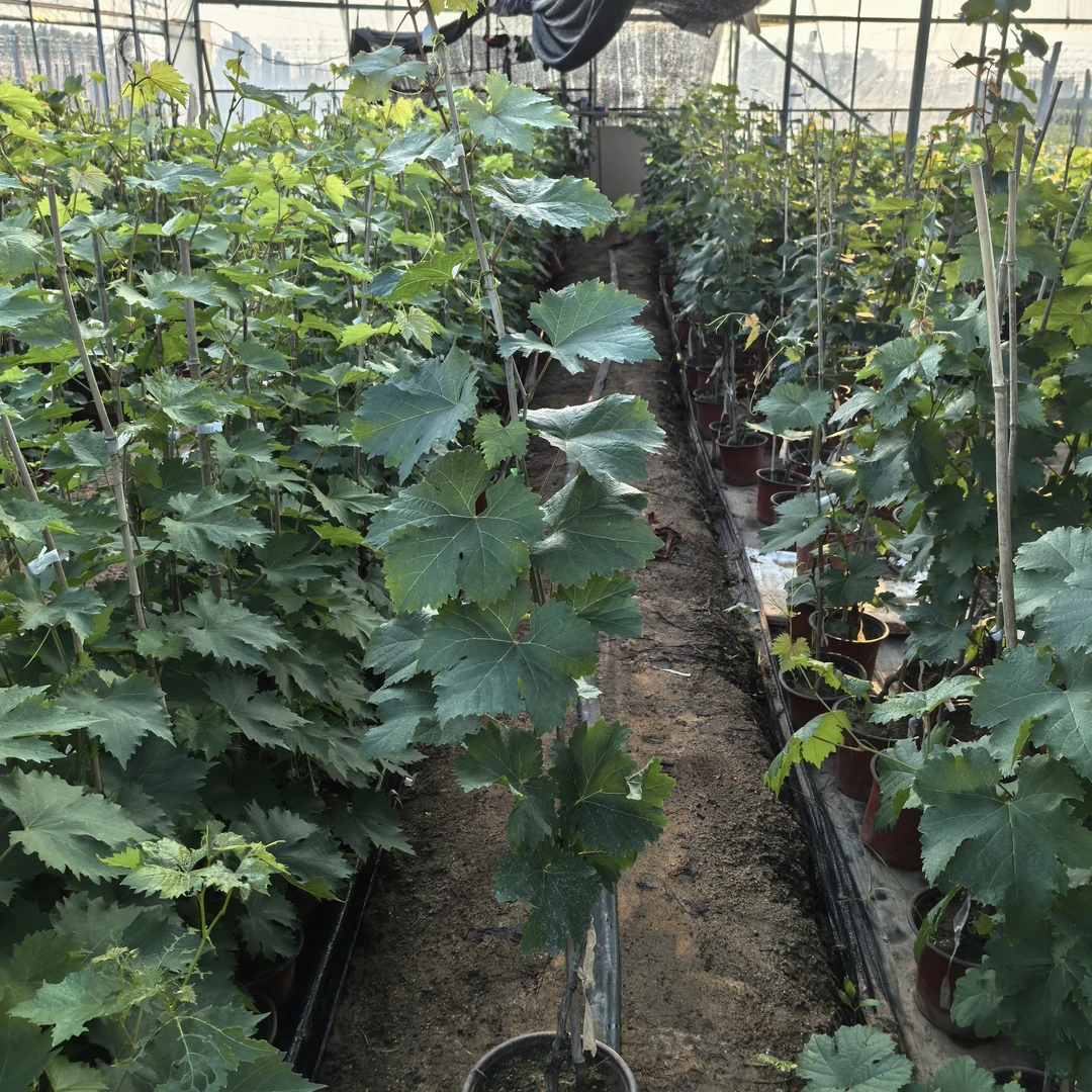 克伦生嫁接葡萄苗   原盆原土发货。