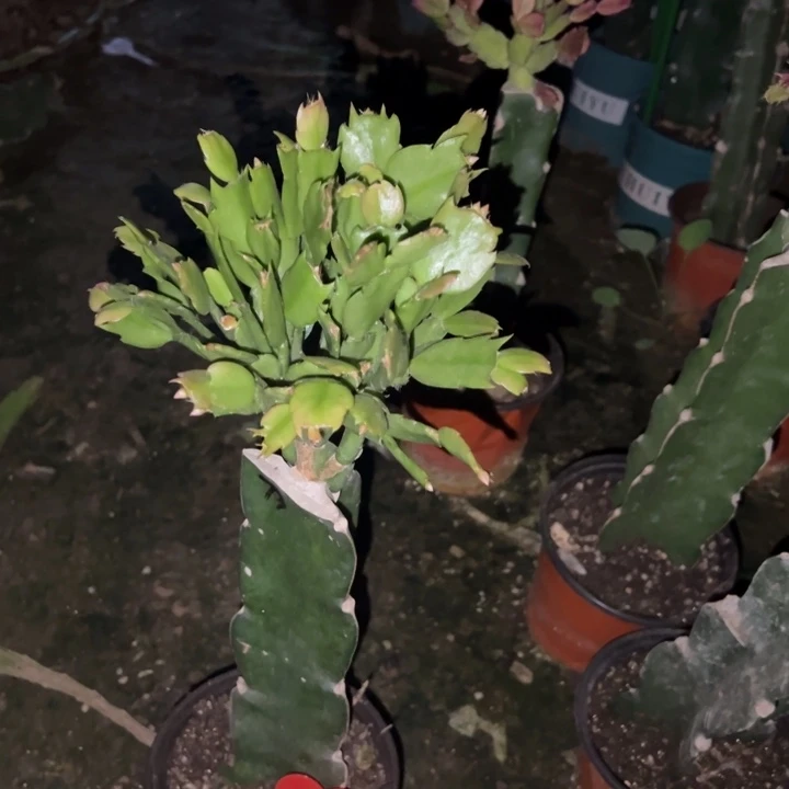 皇***上当前无花栽培后可以开花073  70+花架一套