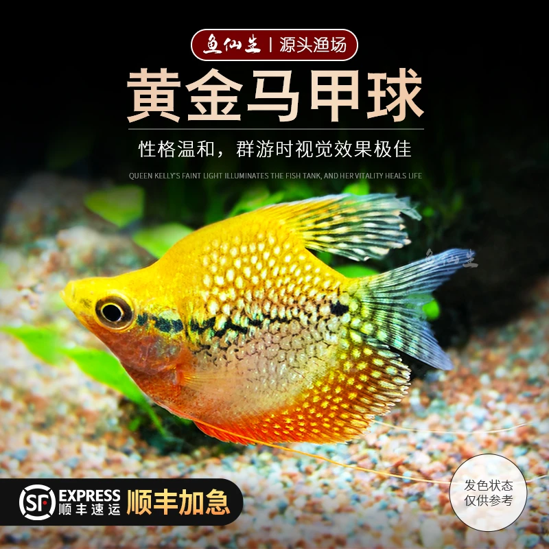 黄金马甲球鱼热带观赏鱼好养耐活球型淡水鱼活体宠物黄金马甲球鱼