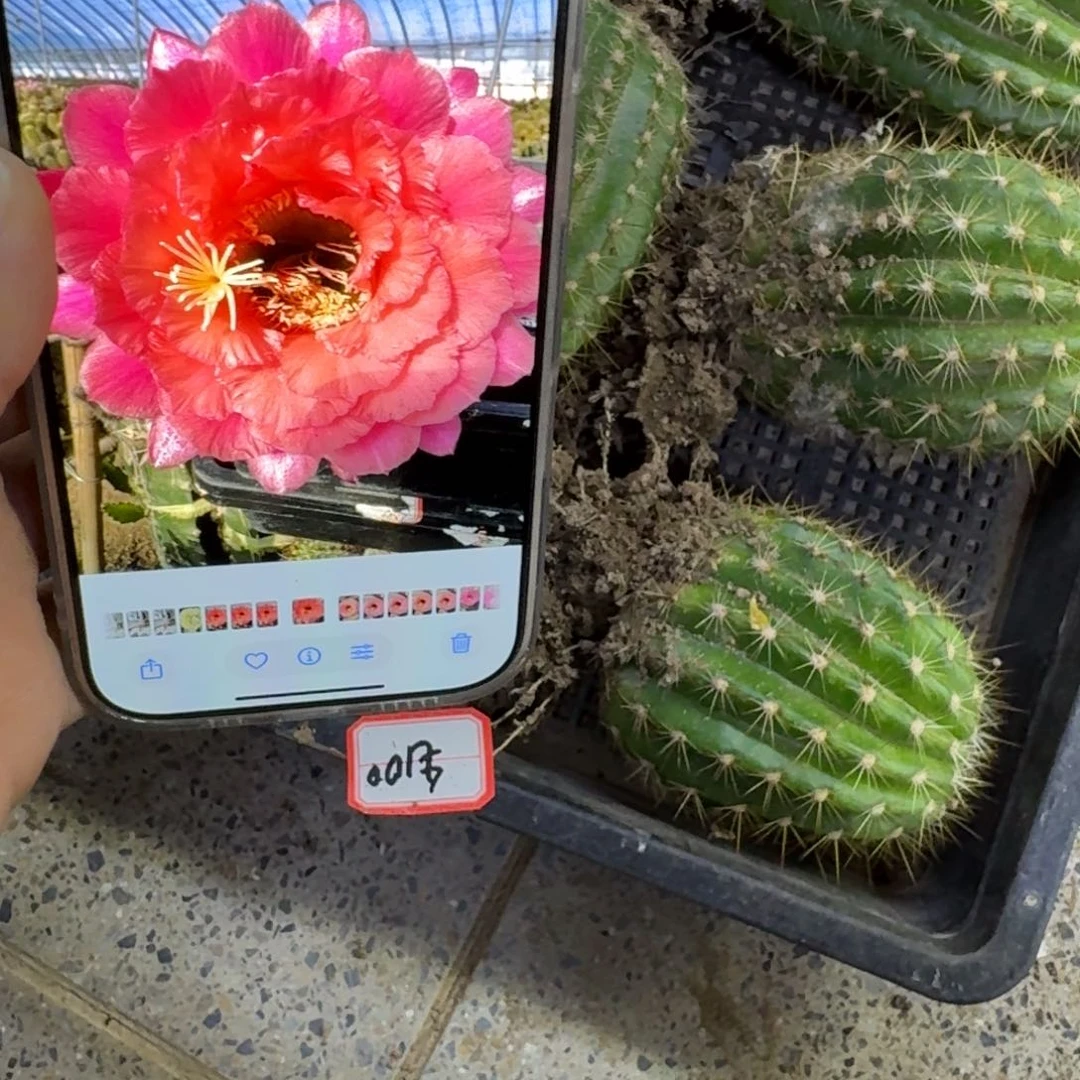 331毛花柱毛100根脱土发货8公分左右斑