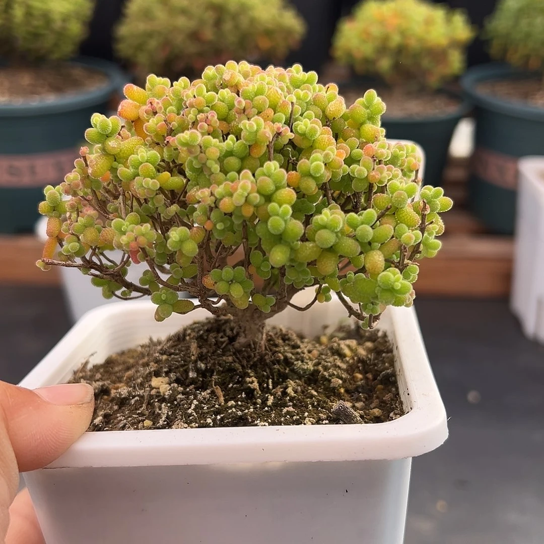 21号金桔老桩糖球1.3多肉