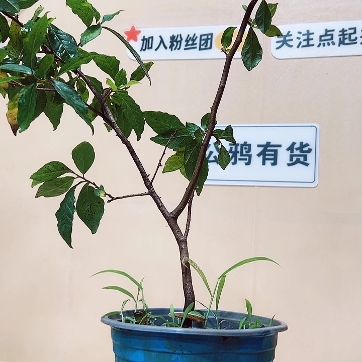 蔡***．完全开放个反反复复方法如风