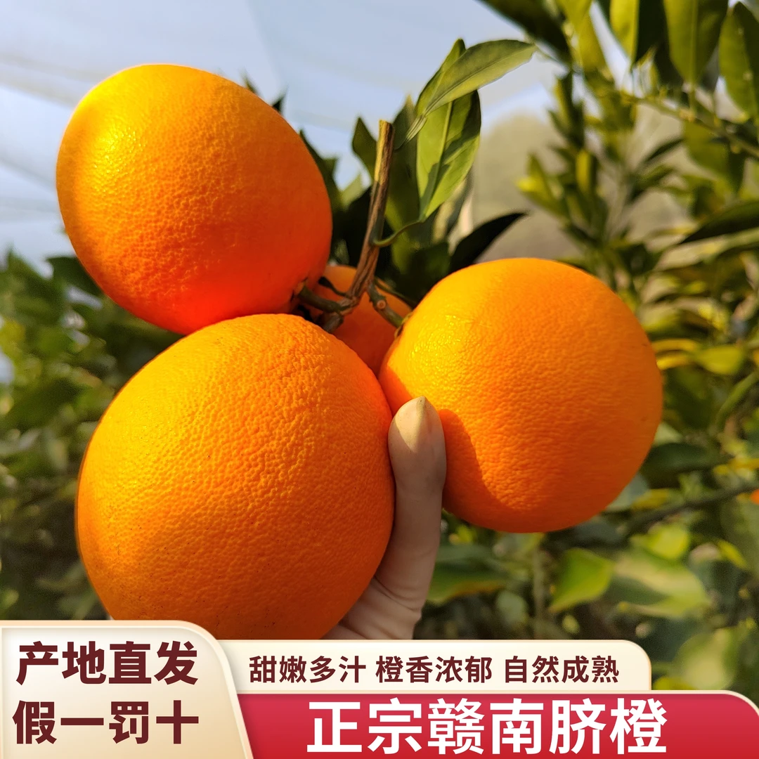 正宗江西赣南脐橙不催熟不打蜡香甜多汁果园直发假一赔十应季水果