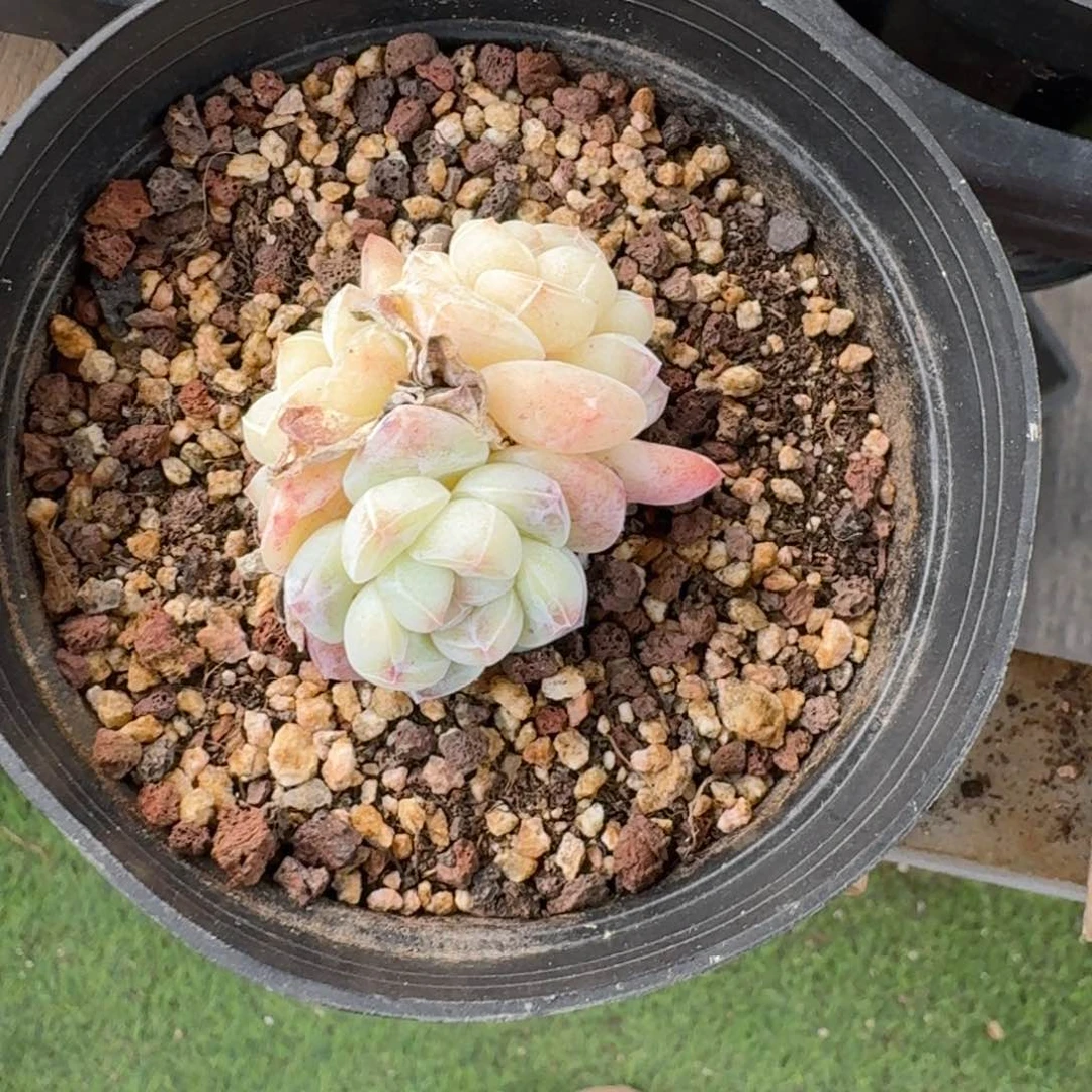 我*死52 号到手1颗，江北多肉