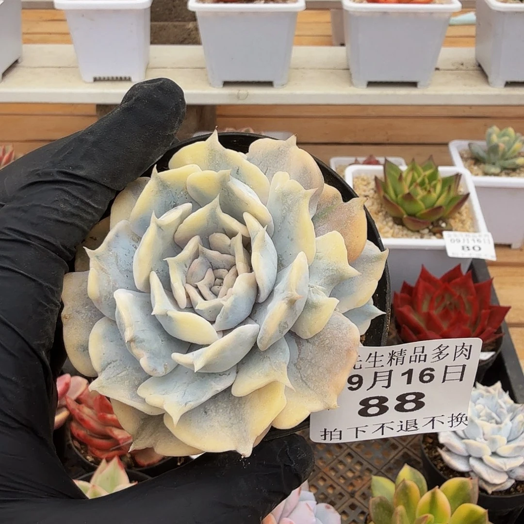 0916-88丽娜莲锦单头