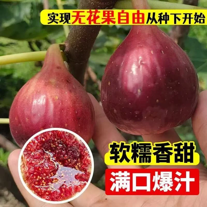 波姬红无花果盆栽地栽耐寒耐热南北方大果子好养果树苗现挖带土球