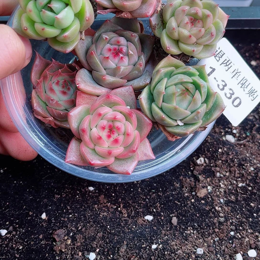 s****✨1-330 新疆西藏内蒙不发12.8包邮2-3公