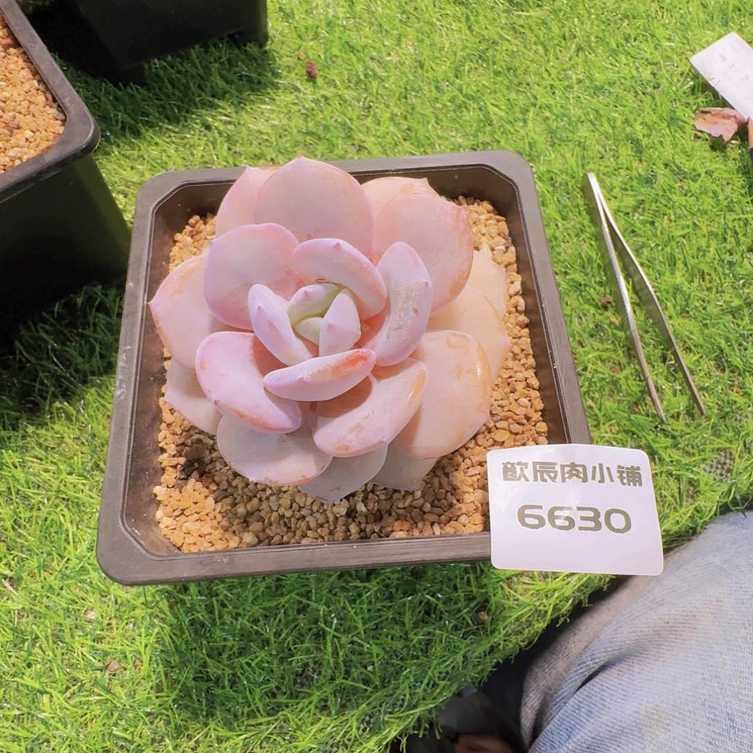 1***0多肉植物奶茶单头6630