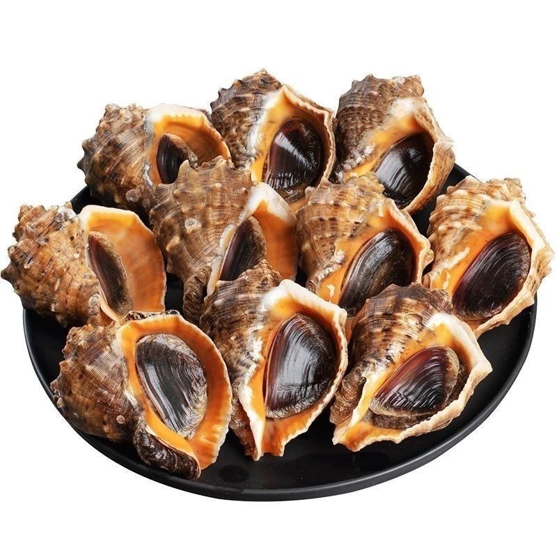 丹东东港本地海螺（1斤4-5个头）鲜活发货