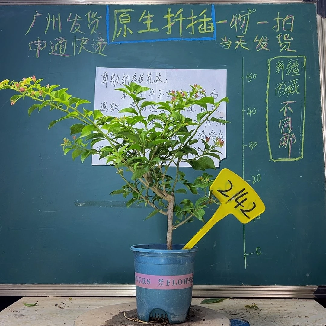 当前无花栽培后可以开花  卡亚塔  2142