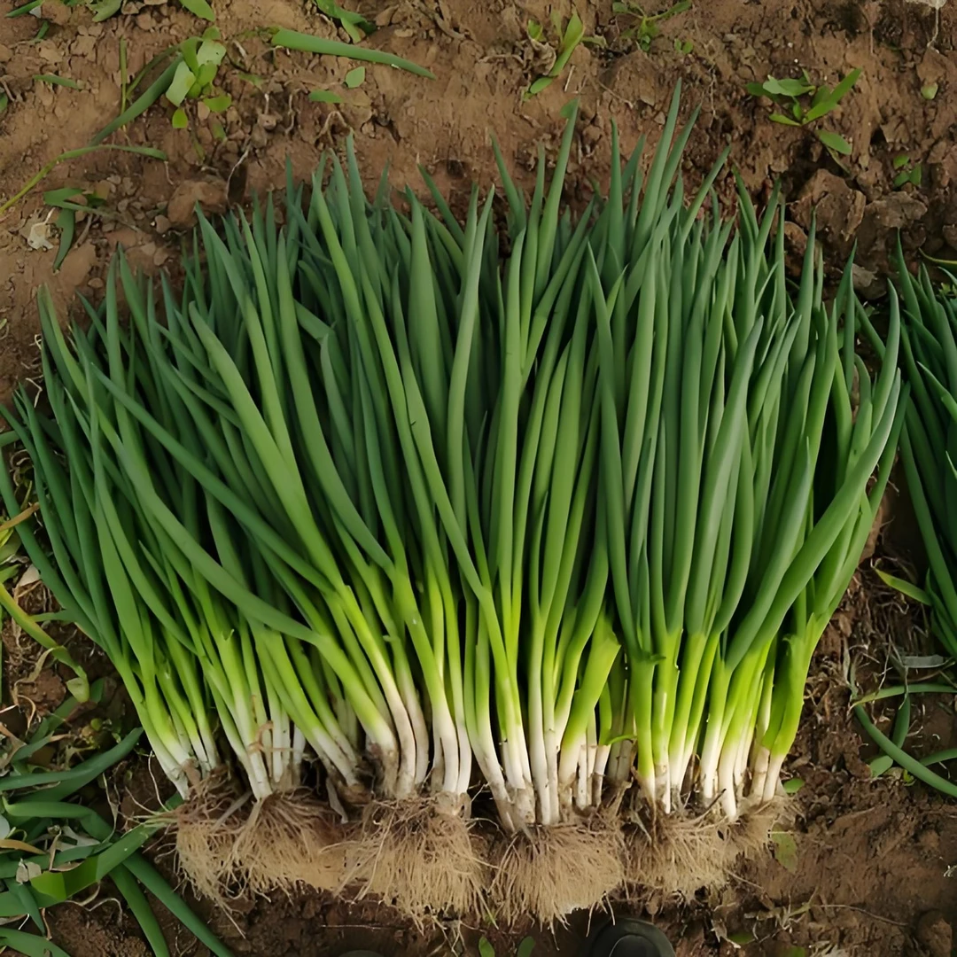 【买一送一】四季小葱直播小香葱籽种子四季易种小葱种子阳台