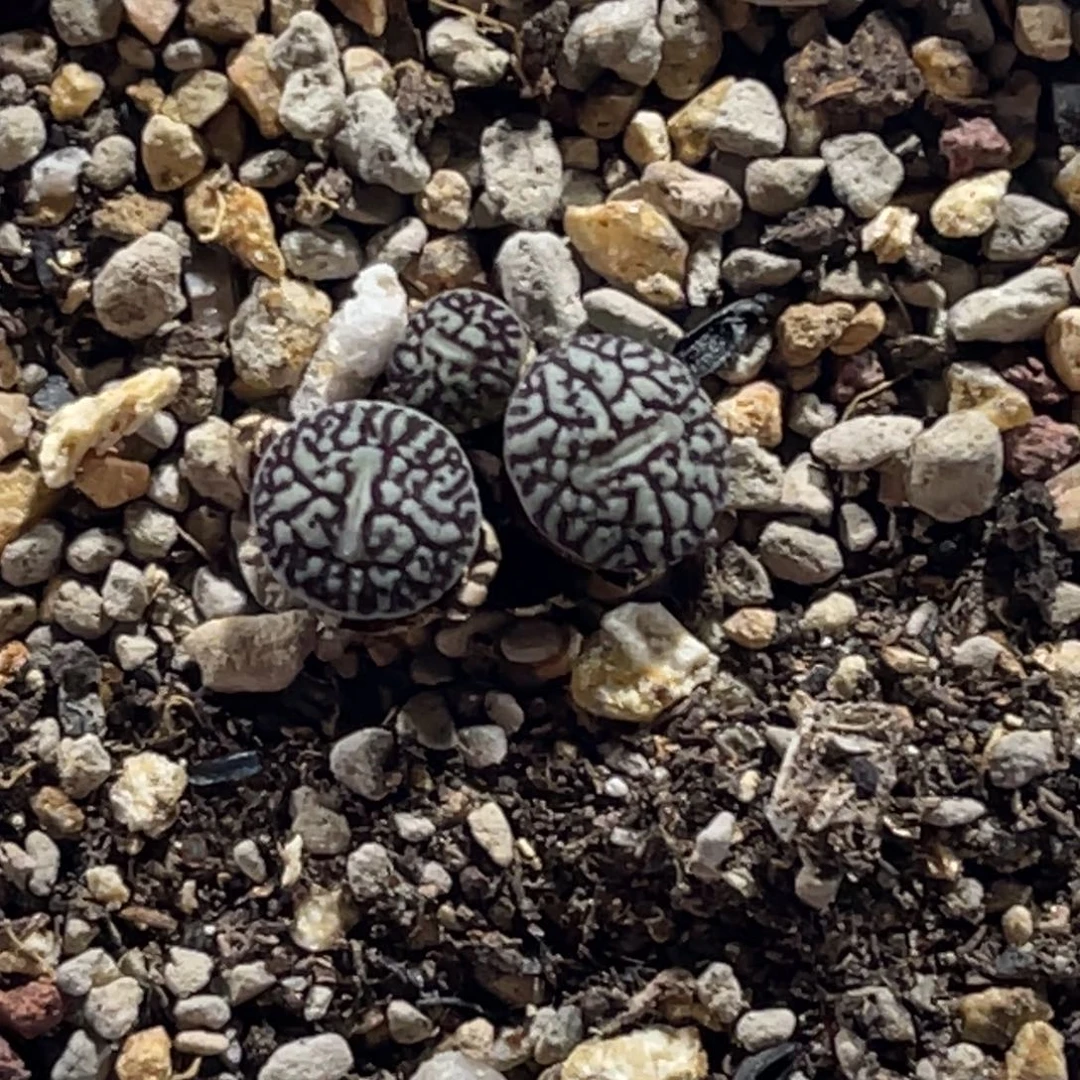 3135三头群超墨1母本