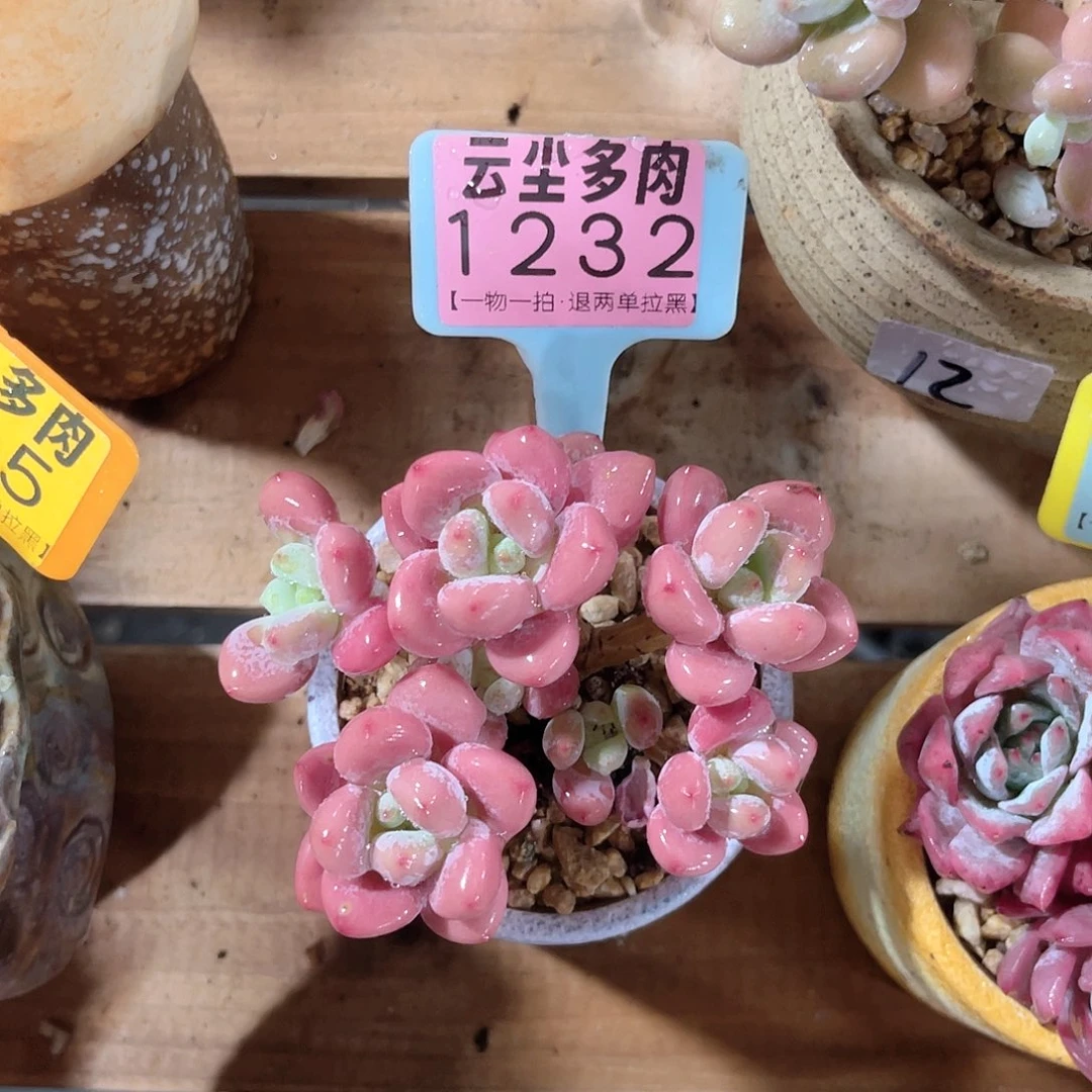 琳***宝云尘多肉一物一拍1232不含盆，
