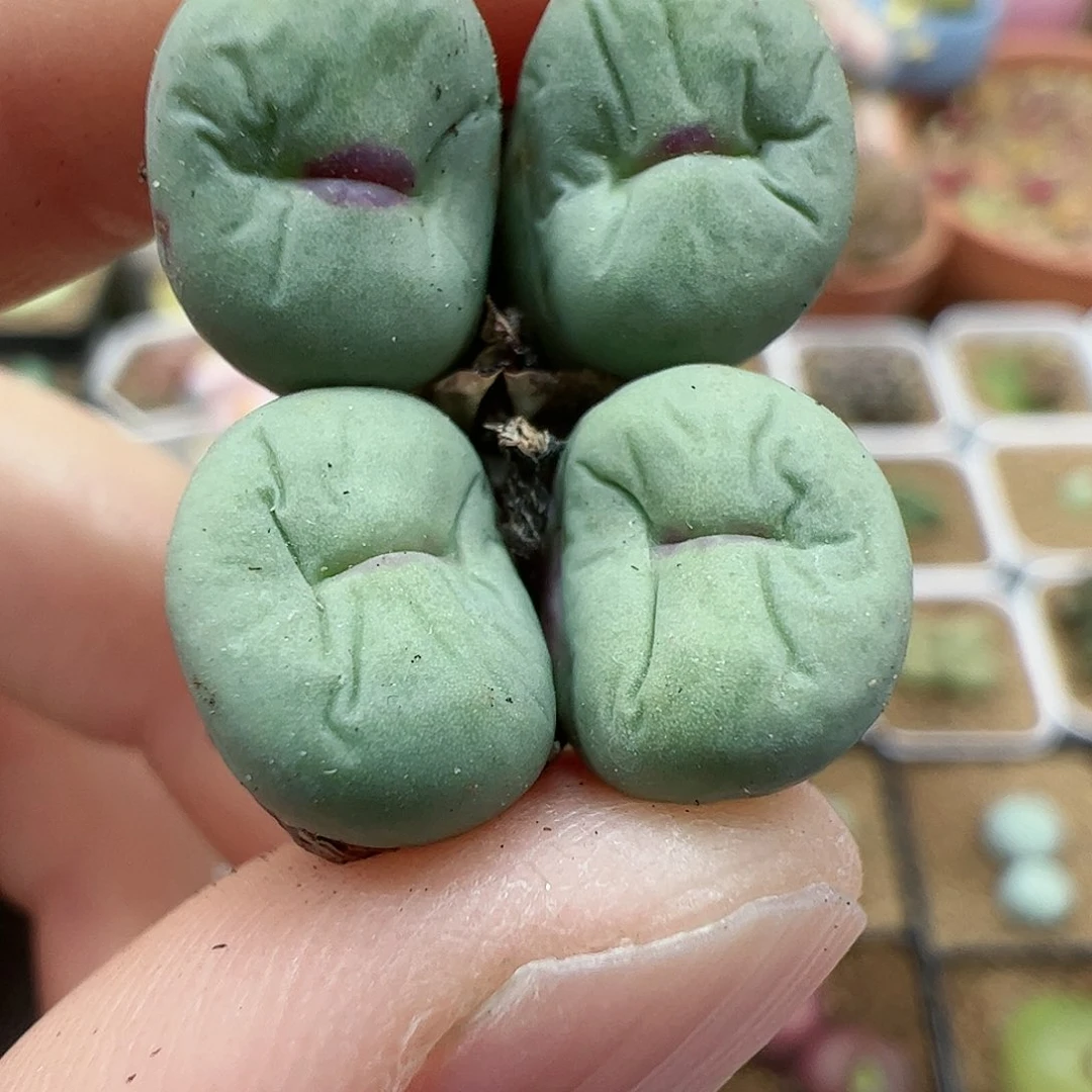 【闪购商品】173 新年福利