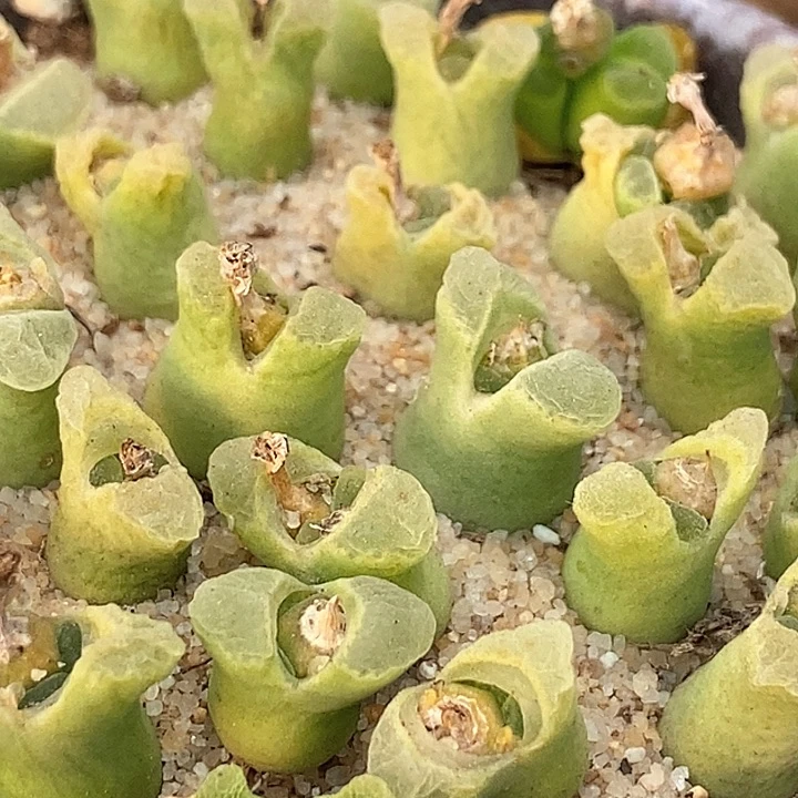 奶瓶风铃一颗