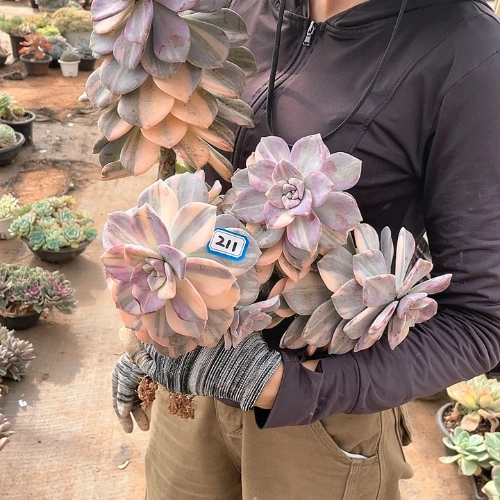 211紫乐锦 一物一拍多肉