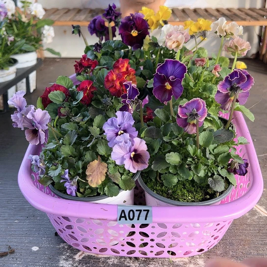 【闪购商品】077号