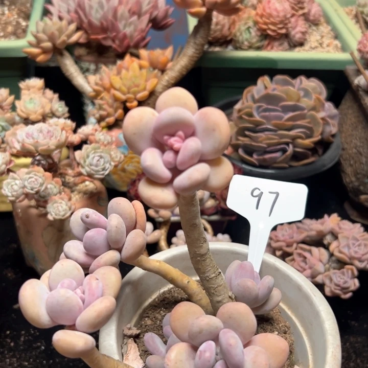 97 蛋黄奶 一物一拍