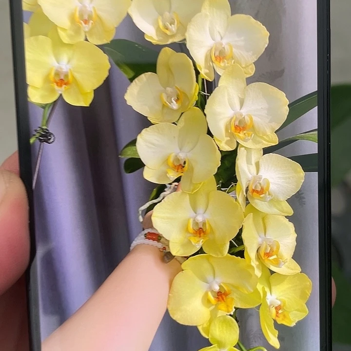 完全开放处理费拉拉3.5寸苗带花间不售后