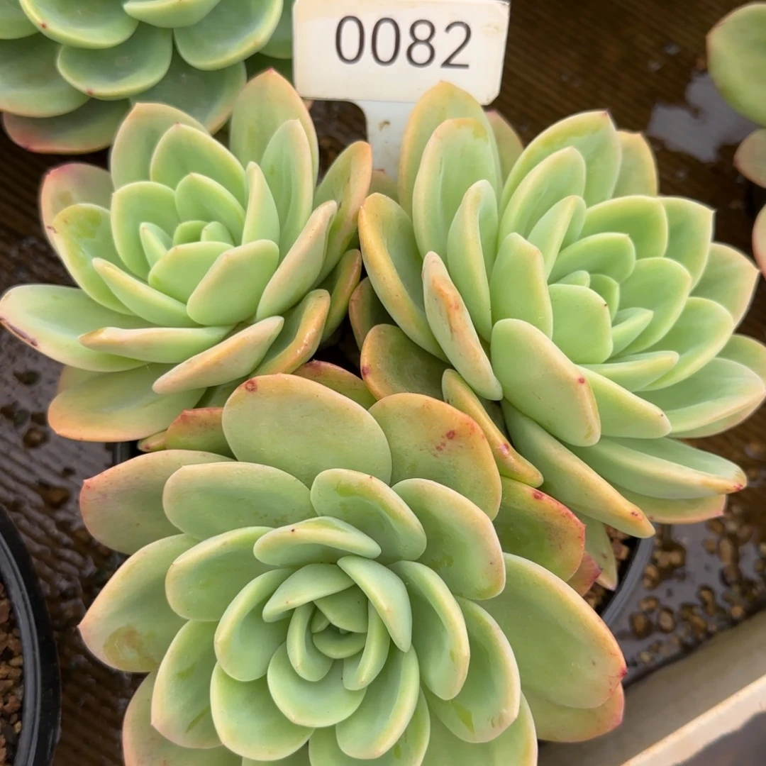 0082。     伯爵。