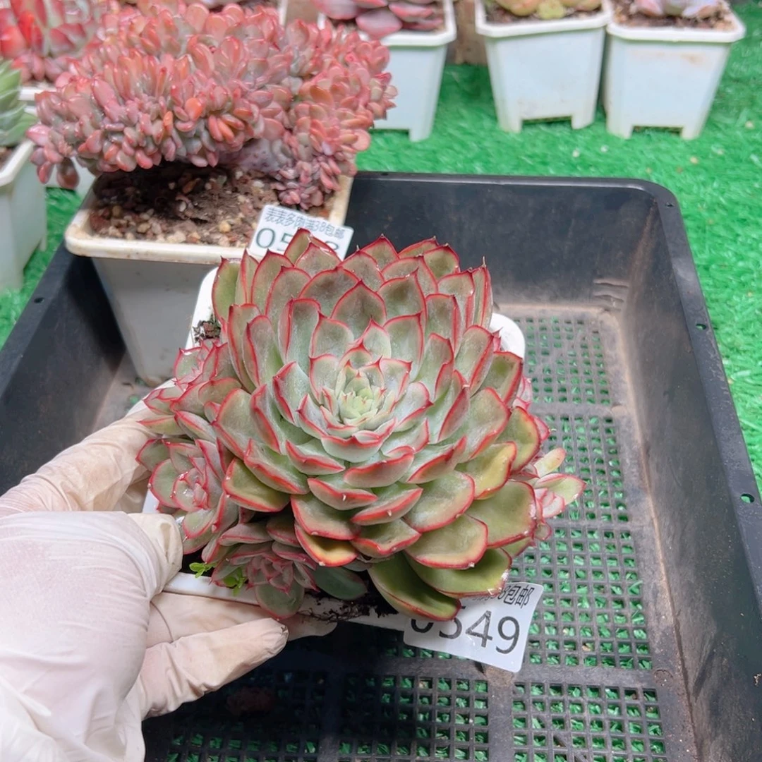 无花朵多肉一物一拍植物0549