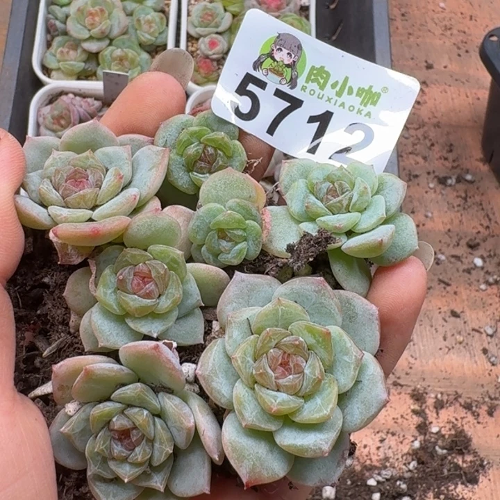 多肉植物多肉植物