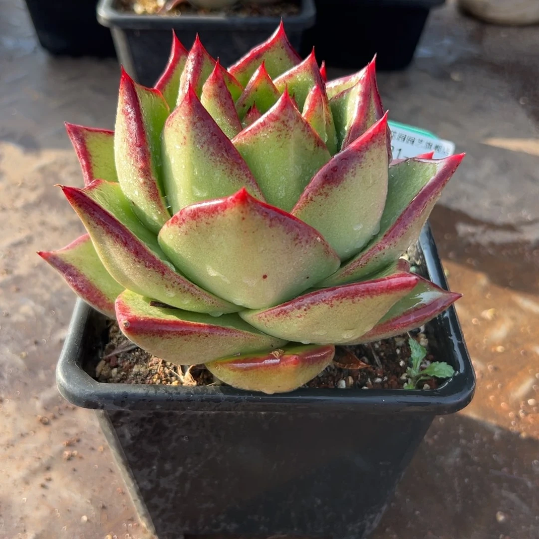 多肉一物一拍编号0121-34