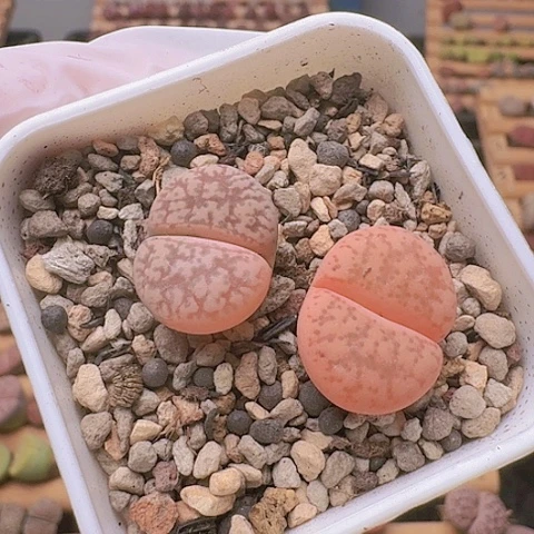 2339源氏玉母本带锦脱土发货