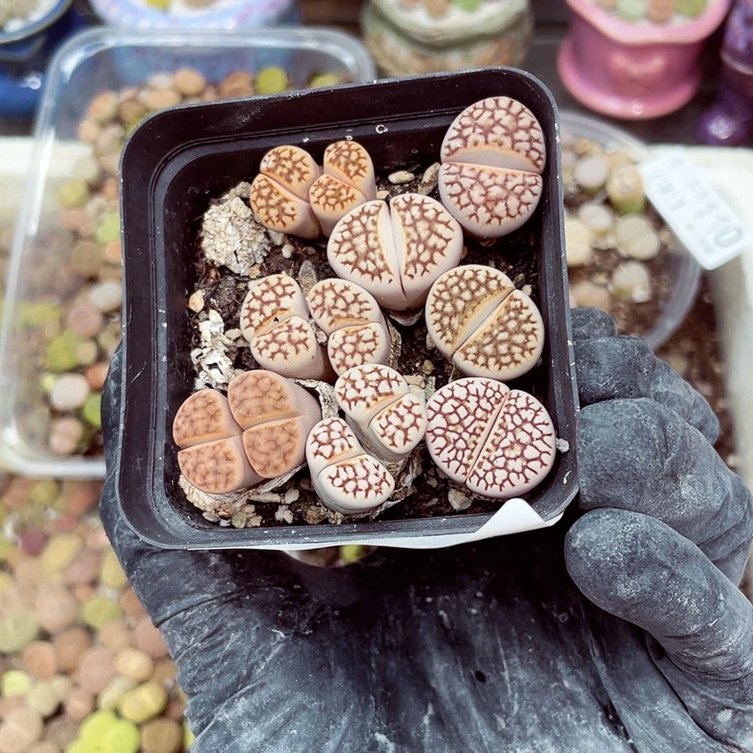 生石花18包邮0911-116