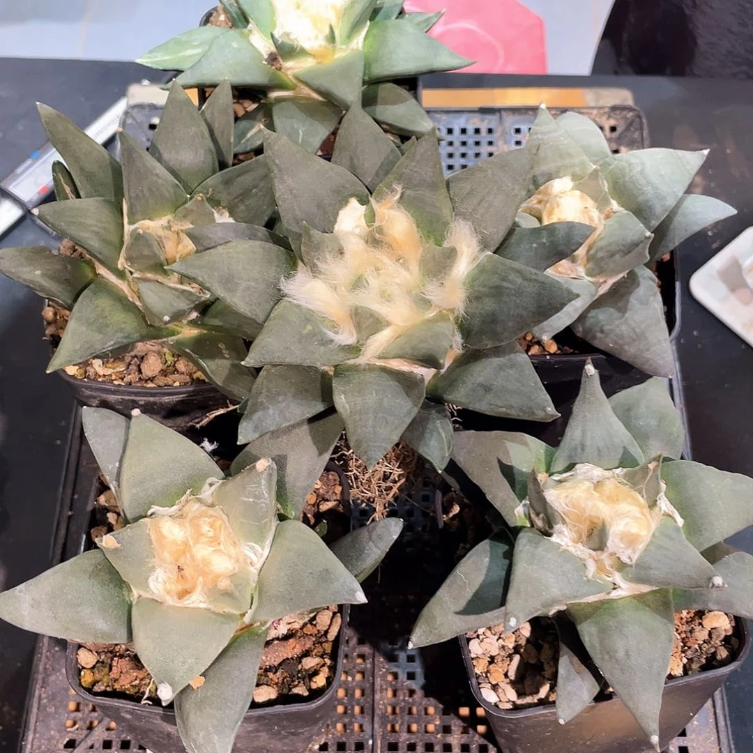 10cm实生超大龙牙青瓷萝卜根