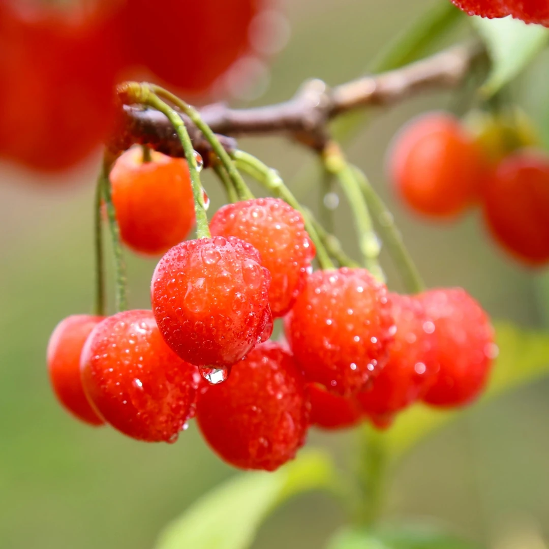 贵州赫章玛瑙红小樱桃香甜可口