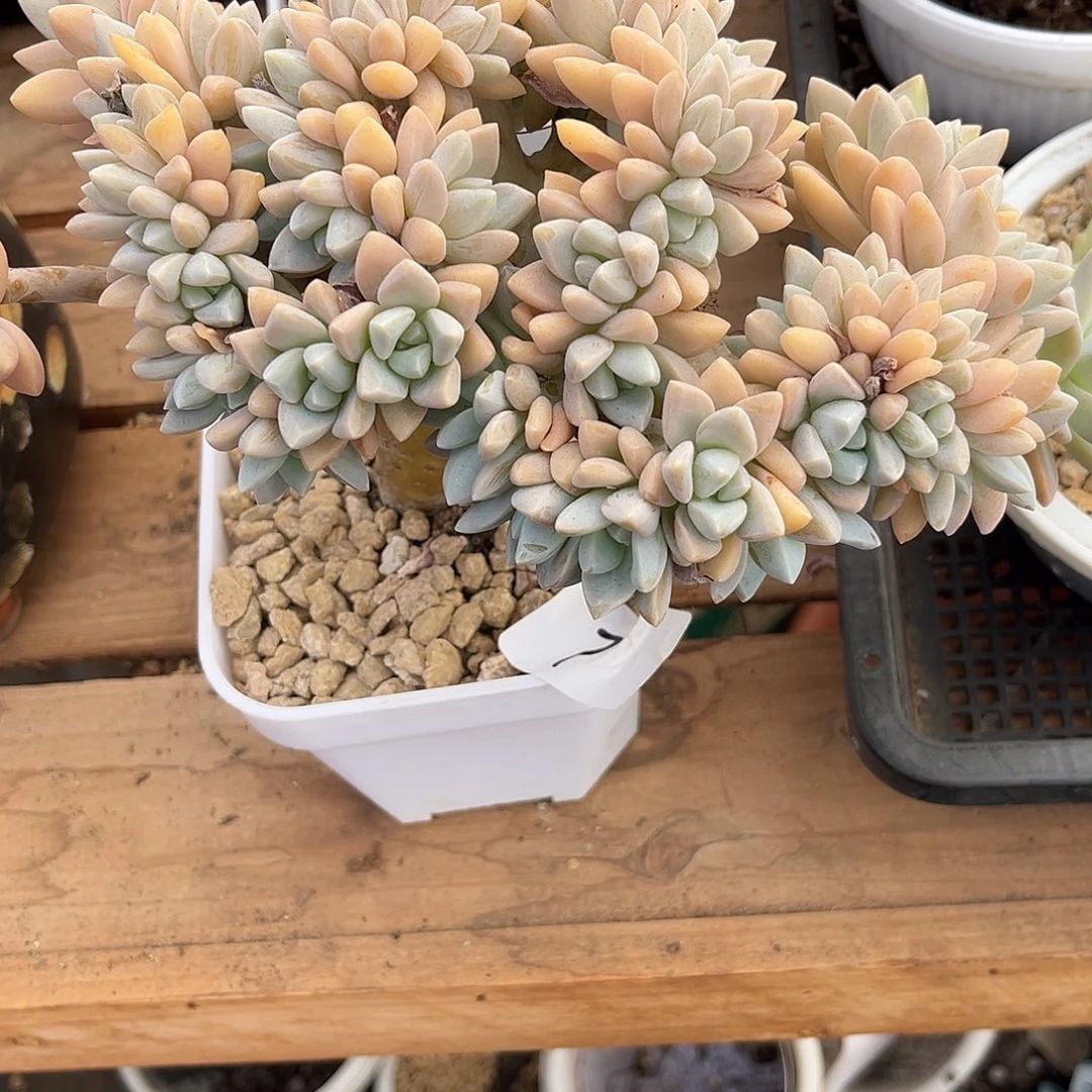 胡***图9.24-7淡雪缀化111111111