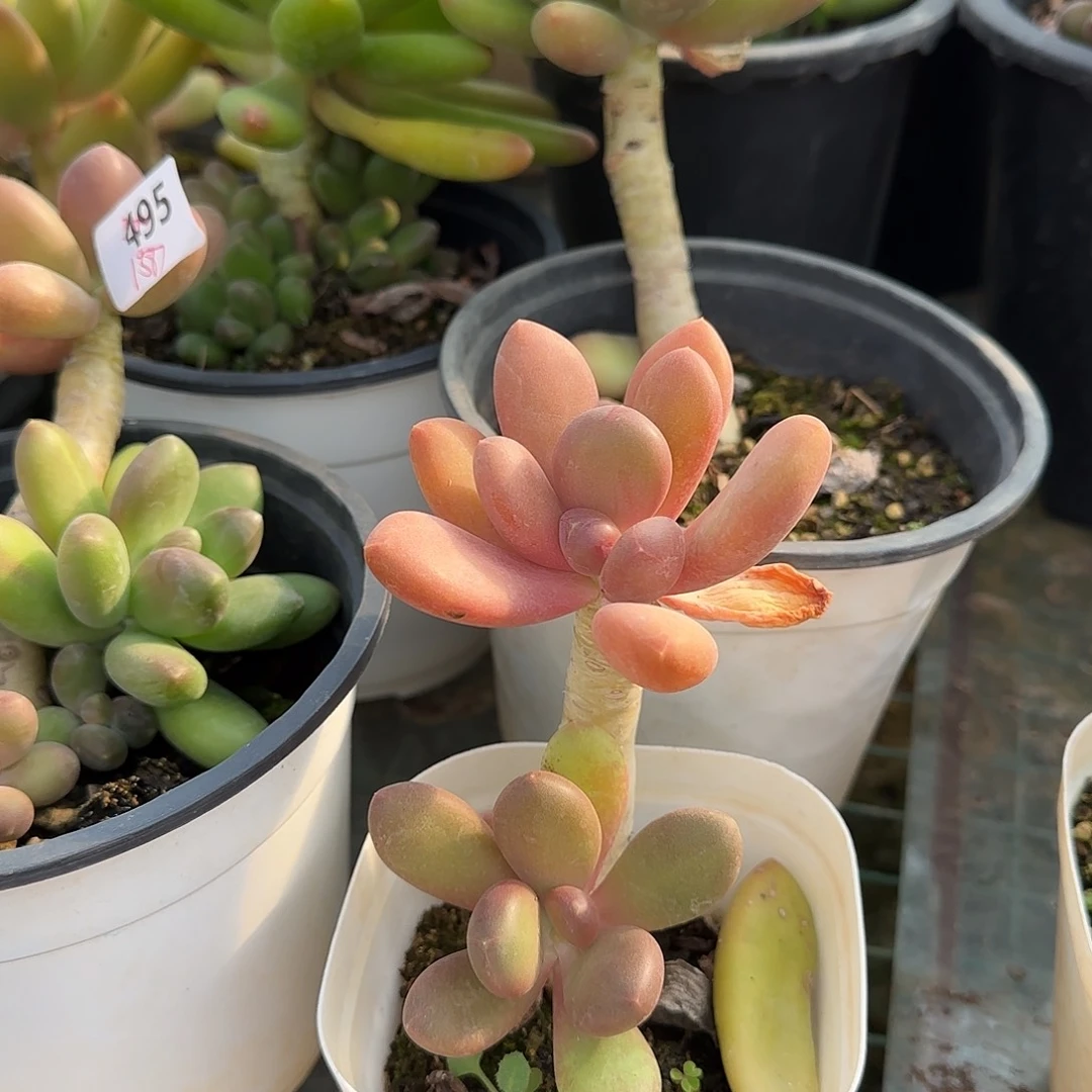 西**y496号 一物一拍