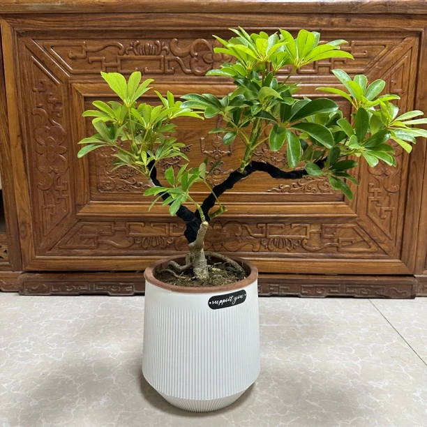 40cm鸭脚木八方来财盆栽室内阳台庭院四季常青好养招财