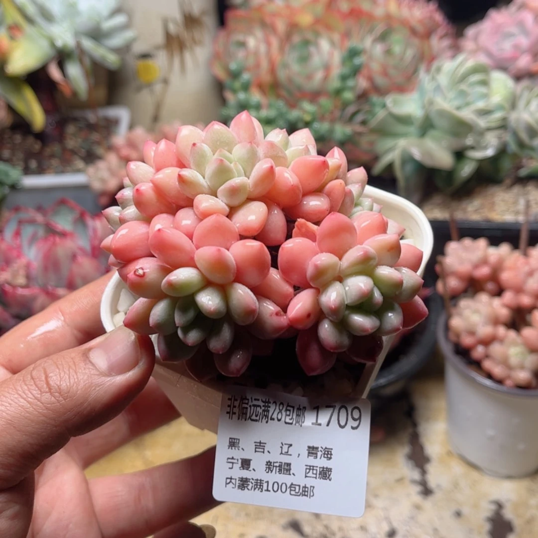 【闪购商品】1709拉丝雨