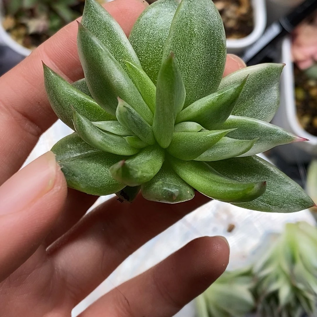 不知名锦一物一拍