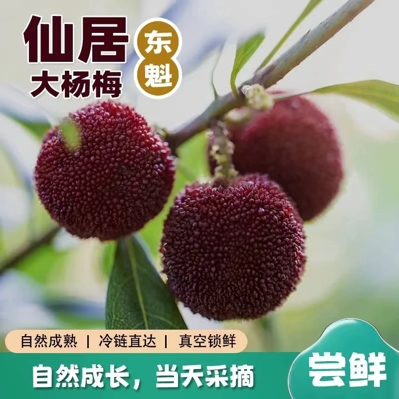 【仙居东魁杨梅】正宗仙居东魁杨梅头茬新鲜大果现摘现发汁多肉厚