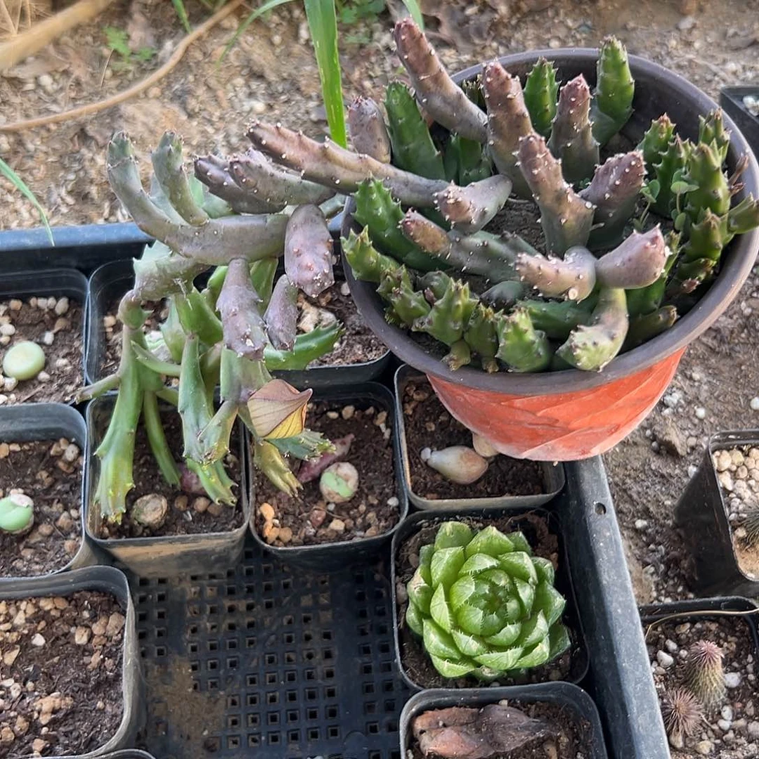 多肉植物红斑犀牛角