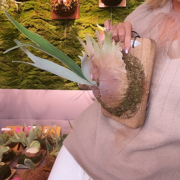 不开花植物Sf 三混