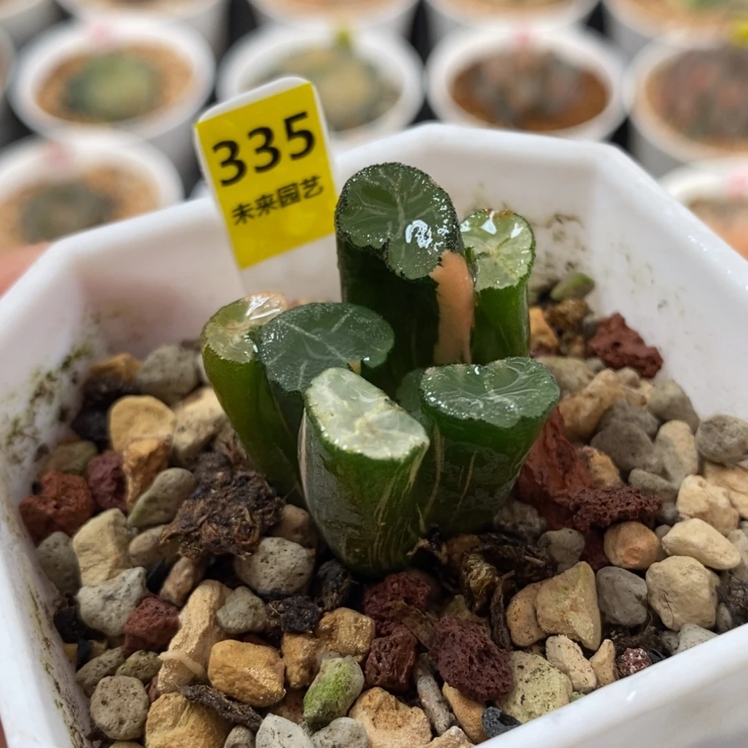 335白妙万象锦一物一图