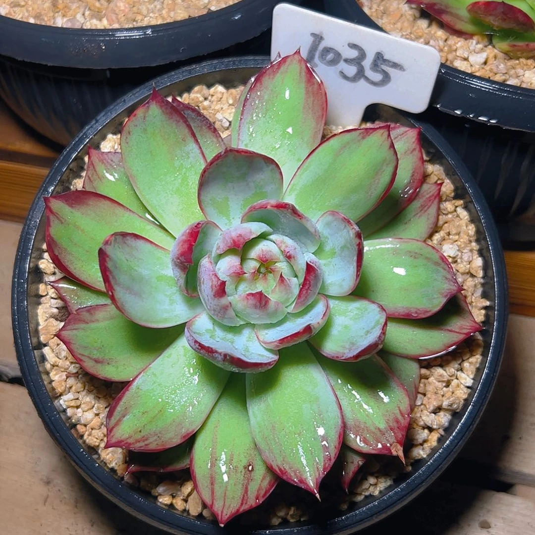 惊鸿仙子一物一拍1035号