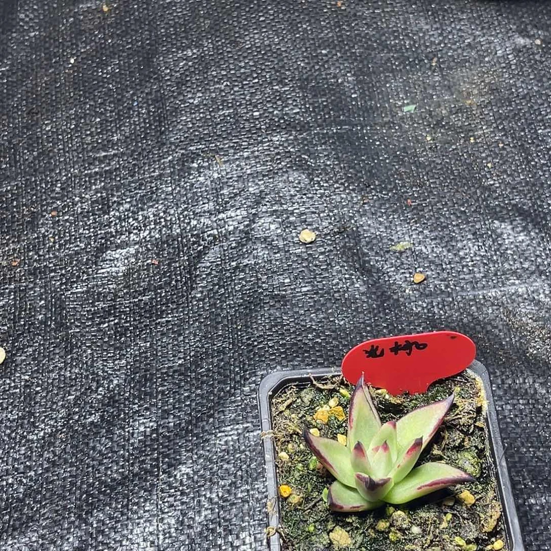 怪***侠多肉植物一组一排