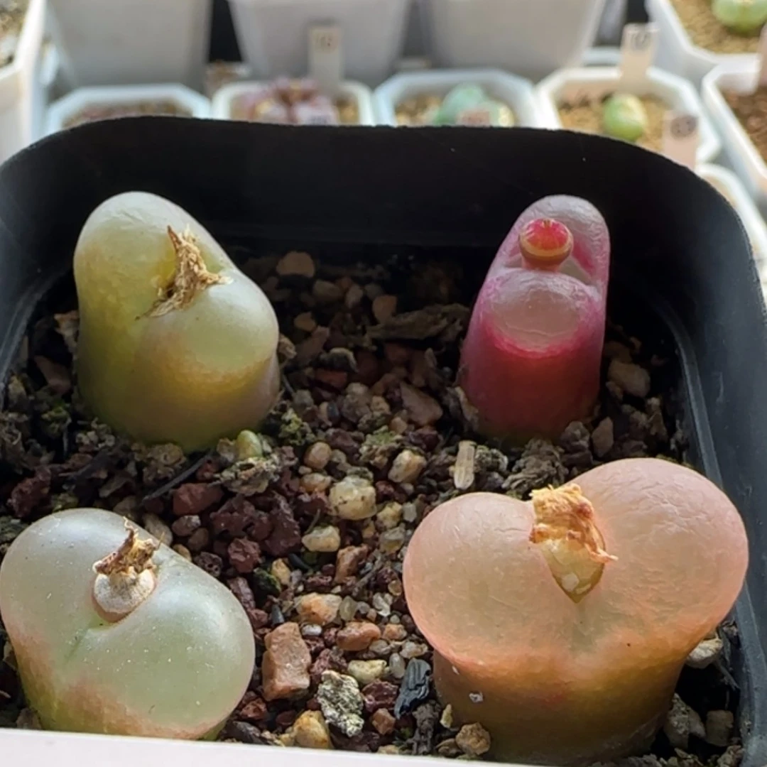 【闪购商品】20539